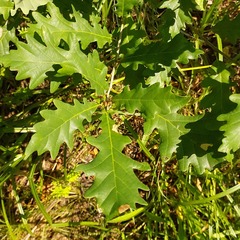 Quercus