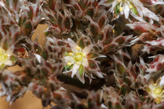 Polycarpaea divaricata