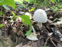Amidella