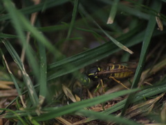 Vespula vulgaris