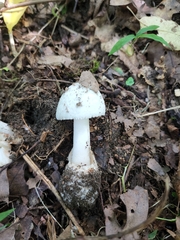 Amidella