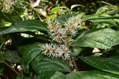 Pachysandra axillaris