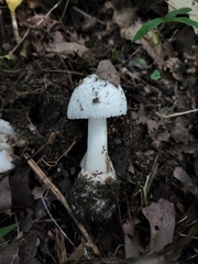 Amidella