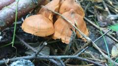 Cortinarius cinnamomeus