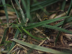 Vespula vulgaris