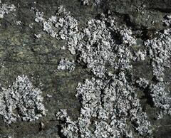 Physcia caesia