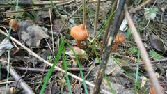 Cortinarius cinnamomeus