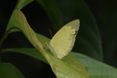 Eurema hecabe