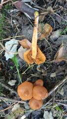 Cortinarius cinnamomeus