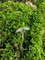 Baeospora myriadophylla