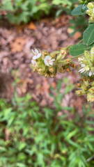 Lespedeza hirta