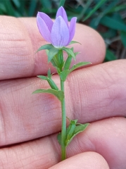 Triodanis perfoliata
