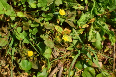 Lapsanastrum apogonoides