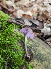 Baeospora myriadophylla