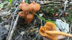Cortinarius cinnamomeus