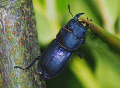 Dorcus parallelipipedus