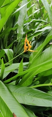 Heliconia psittacorum
