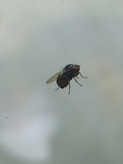 Chrysomya rufifacies