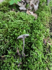 Baeospora myriadophylla