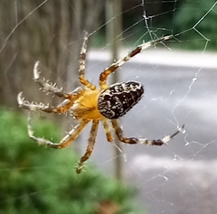 Araneus diadematus