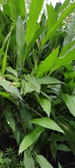 Heliconia psittacorum