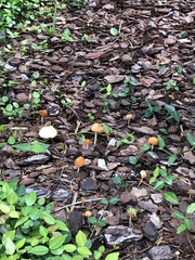 Marasmius vagus
