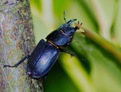 Dorcus parallelipipedus