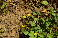 Lapsanastrum apogonoides