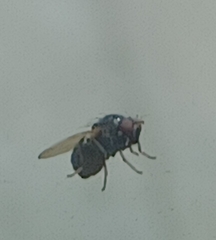 Chrysomya rufifacies