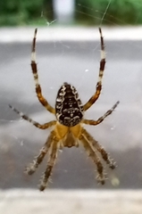 Araneus diadematus