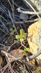 Oxalis obtusa