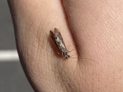 Hydropsychidae