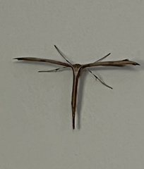 Emmelina