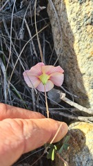 Oxalis obtusa