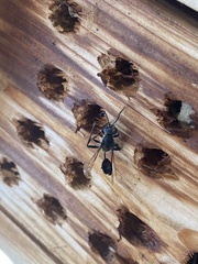Isodontia