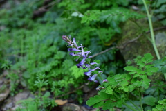 Corydalis sheareri