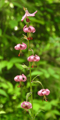 Lilium martagon pilosiusculum