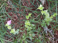 Triodanis perfoliata