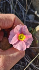 Oxalis obtusa