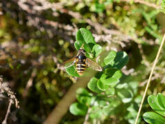 Sericomyia silentis