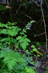 Corydalis sheareri