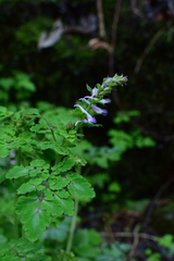 Corydalis sheareri