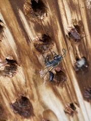 Isodontia