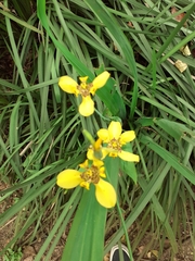 Trimezia steyermarkii