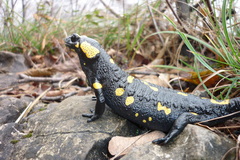 Salamandra salamandra