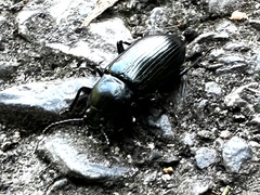 Tenebrionoidea
