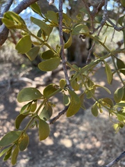 Quercus wislizeni