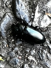 Tenebrionoidea