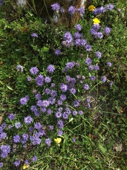 Globularia cordifolia