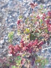 Origanum vulgare